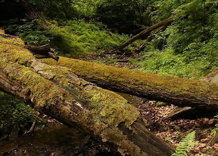 Szalajka Haz Varaszo