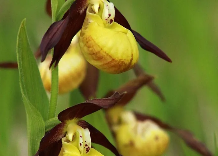 Szalajka Haz Varaszo