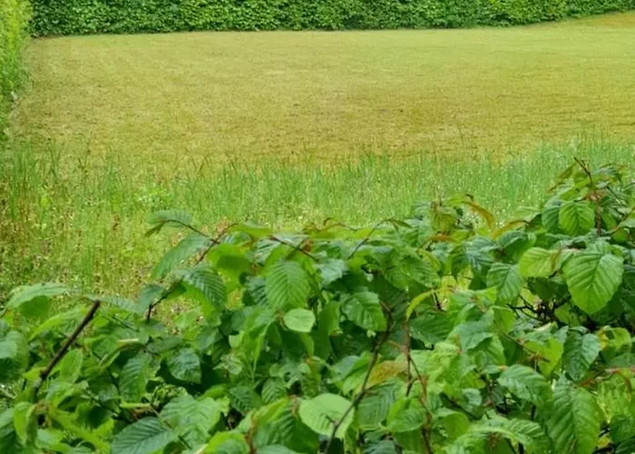 Szalajka Haz * Varaszo